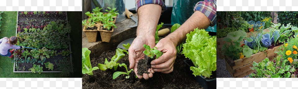 Thinking Of Building A Vegetable Garden Growing Your Book Of Kale The Easy To Grow Superfood Paperback, Gardener, Gardening, Person, Nature Png