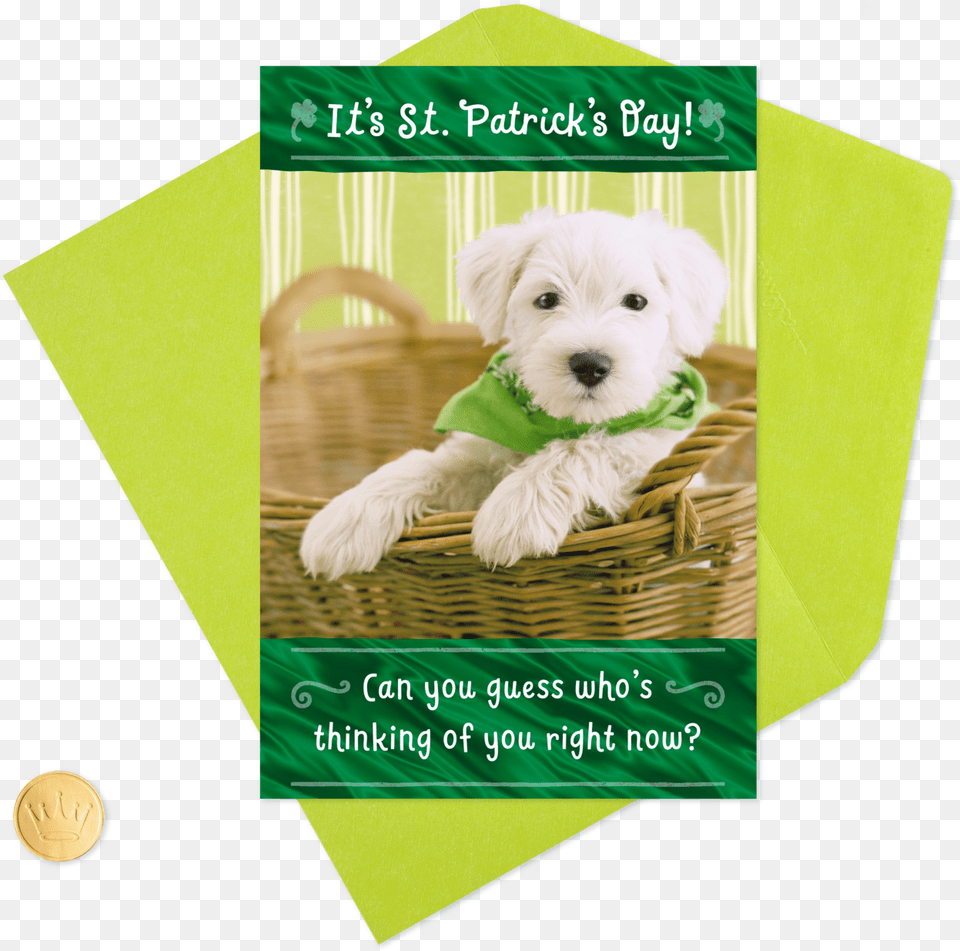 Thinking Of You Puppy Dog St Companion Dog, Animal, Canine, Mammal, Pet Free Png Download