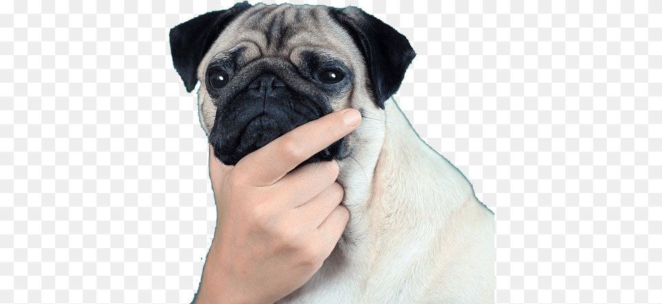 Thinkingpug Discord Emoji Thinking Pug, Animal, Canine, Dog, Mammal Png