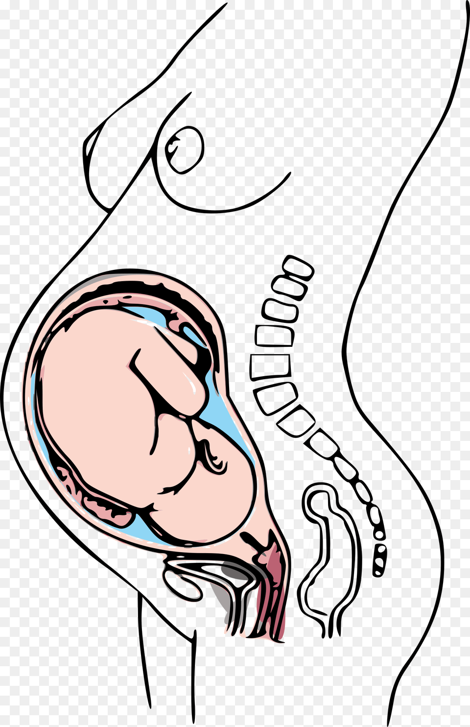 Third Trimester Pregnancy Icons, Body Part, Hand, Person, Adult Png Image