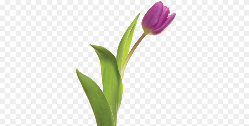 Thirsty Flowers Tulip, Flower, Plant, Petal Free Transparent Png