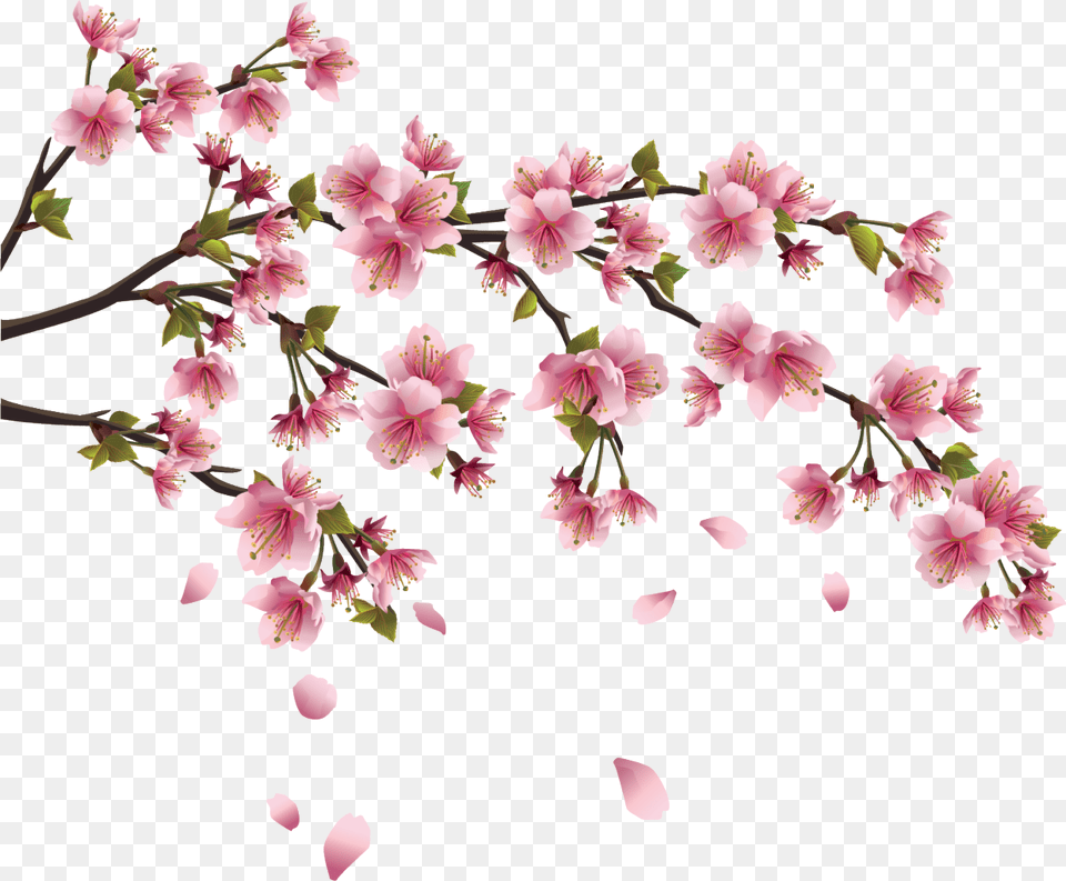 This, Flower, Plant, Cherry Blossom Free Png