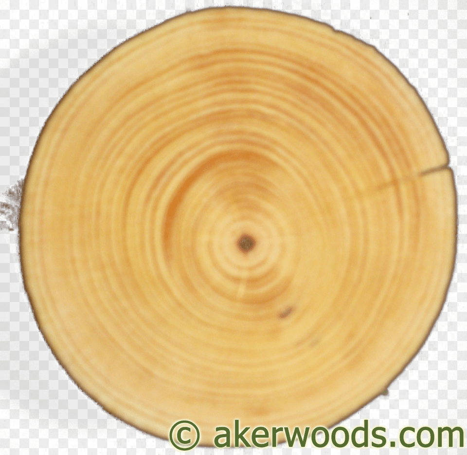 This 4quot Diameter Ponderosa Post Is From A Tree Around Tree Cookie Wood, Lumber, Plant, Plywood, Plate Free Png Download