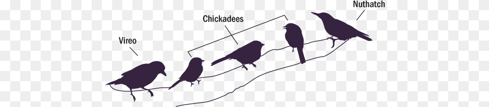 This Allows Them To Keep Up With Changes In Their Flocks Diagram, Animal, Bird Free Png Download