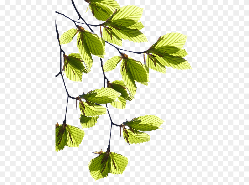 This Alt Value Should Not Be Empty If You Assign Primary, Leaf, Plant, Tree, Person Png Image