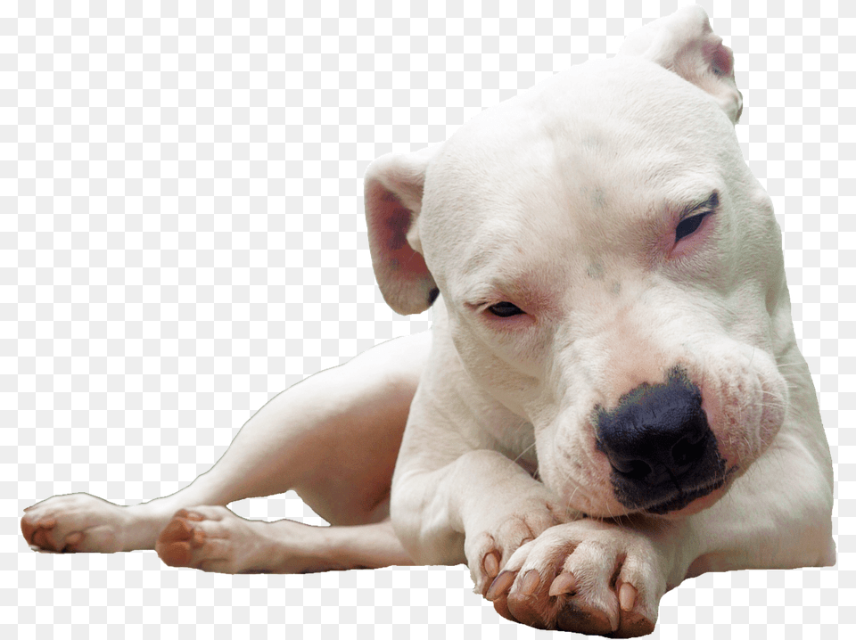 This Alt Value Should Not Be Empty If You Assign Primary Dogo Argentino, Animal, Bulldog, Canine, Dog Free Transparent Png