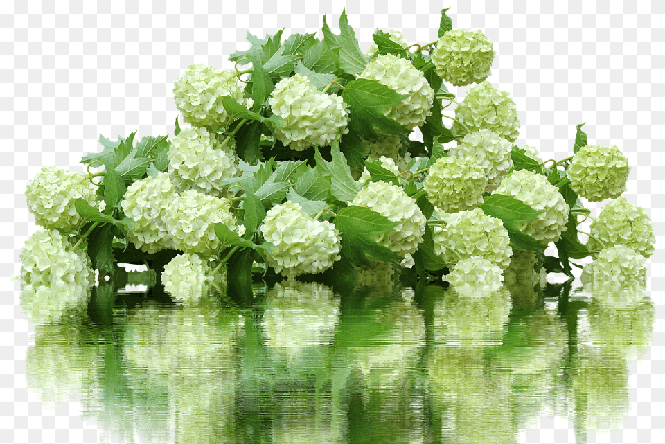 This Alt Value Should Not Be Empty If You Assign Primary Hydrangea Bush, Art, Pattern, Graphics, Floral Design Free Png