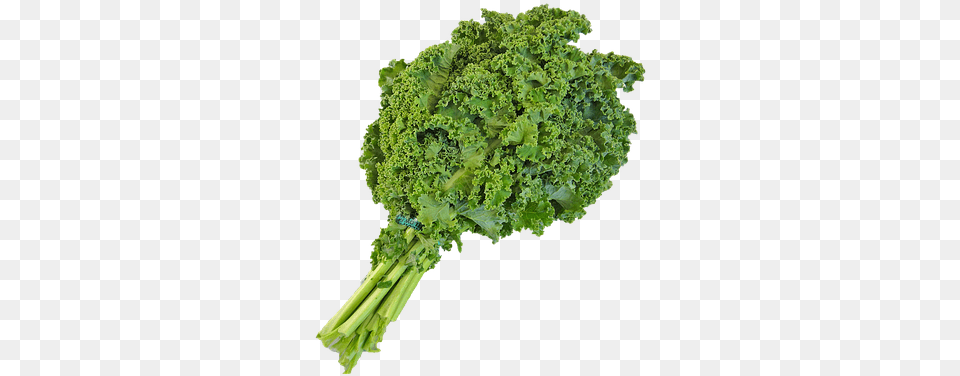 This Alt Value Should Not Be Empty If You Assign Primary Kale Transparent Background, Food, Leafy Green Vegetable, Plant, Produce Png Image