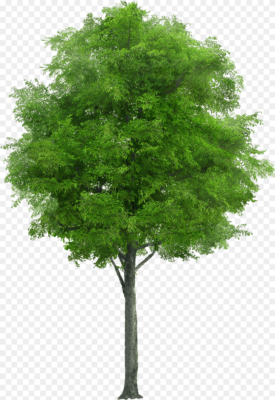 This Alt Value Should Not Be Empty If You Assign Primary Neem Tree, Maple, Oak, Plant, Sycamore Free Transparent Png