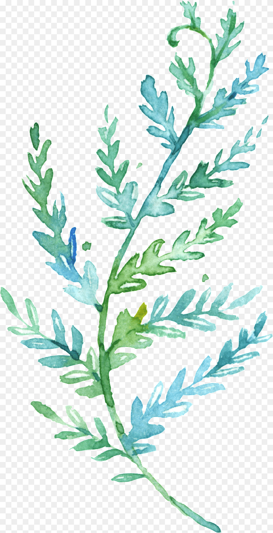 This Backgrounds Is Elegant Green Watercolor Branches Garten Blumewatercolorwreath Hochzeits Karte Karte, Herbal, Herbs, Leaf, Plant Free Transparent Png