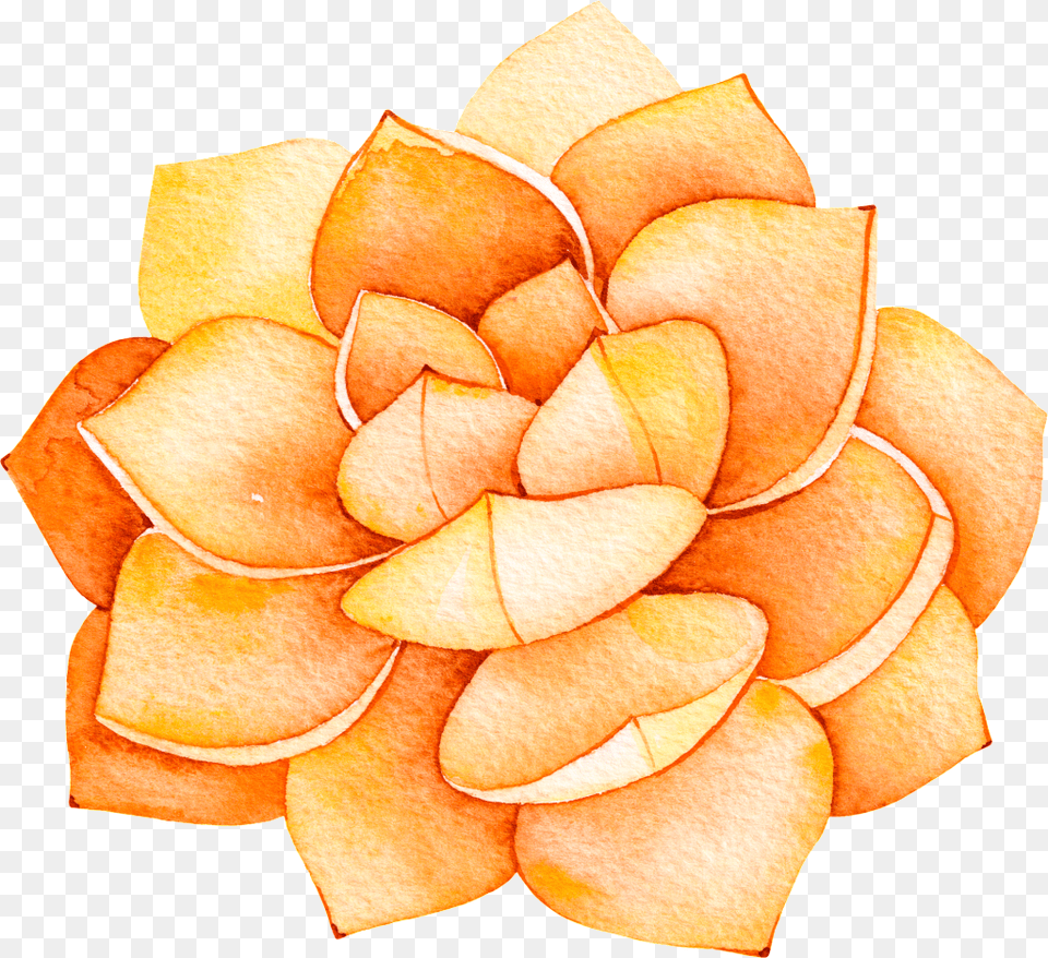 This Backgrounds Is Orange Flower Cartoon Transparent Plantas Suculentas A Acuarela, Plant, Rose, Petal Png