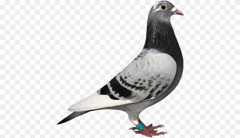 This Beautiful Checker Pied Hen Was Bred Rock Dove, Animal, Bird, Pigeon Png Image