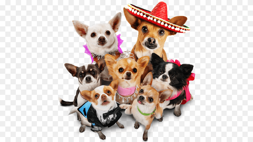 This Chihuahua Dog Parade Is Sublimely Fun And It Beverly Hills Chihuahua, Clothing, Hat, Animal, Canine Png