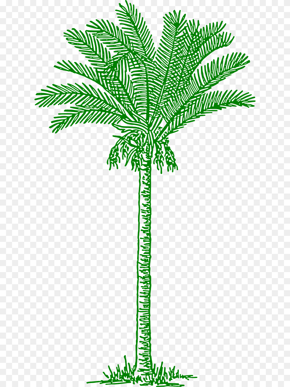 This Clipart Design Of Palm Tree, Leaf, Palm Tree, Plant, Vegetation Free Png