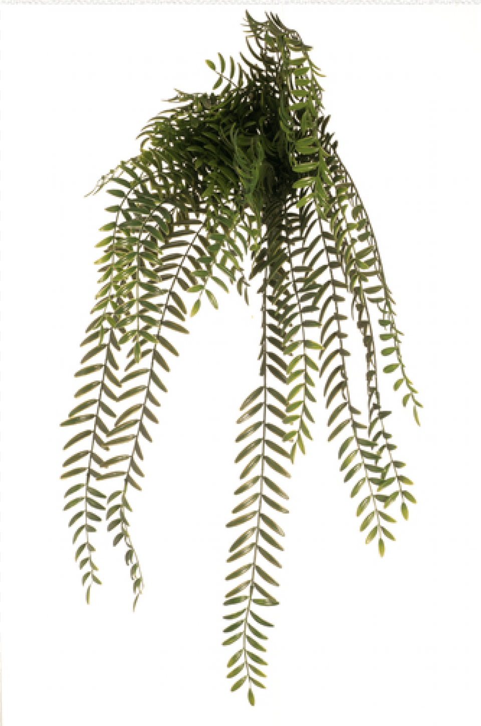 This Columnea Hanging Bush Is A Perfect Planter Filler Columnea Hanging Bush, Fern, Plant Png