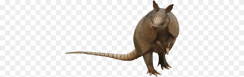 This Cutout Photo Of An Armadillo Raised Up On His Armadillo On Hind Legs, Animal, Mammal, Wildlife, Lizard Png
