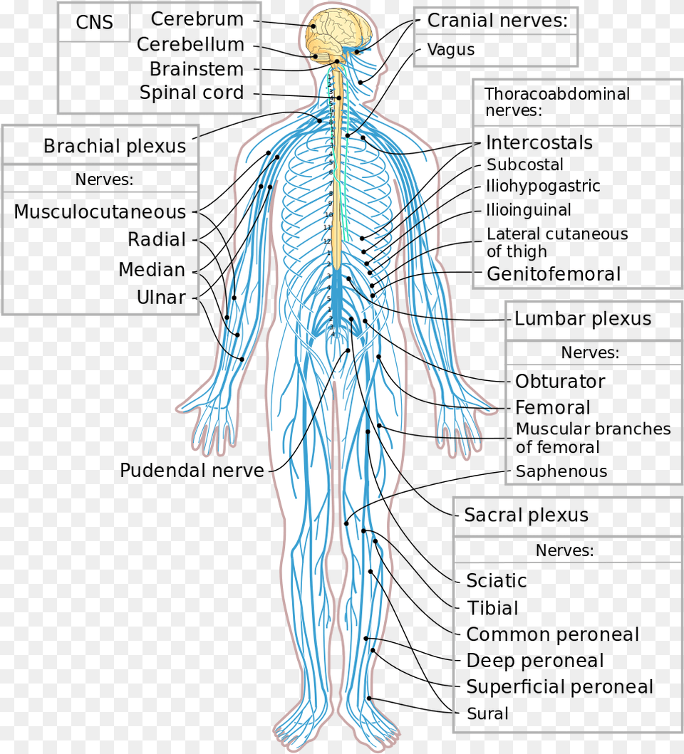 This Diagram Shows A Silhouette Of A Human Highlighting Partes Del Sistema Nervioso Periferico, Adult, Male, Man, Person Free Png