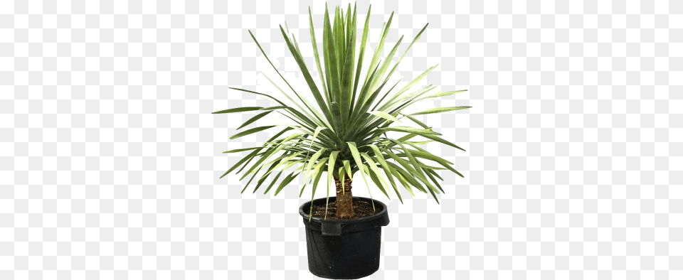 This Exotic Plant Can Surely Make A Bold Statement Dragon Tree, Palm Tree, Agavaceae Free Png Download
