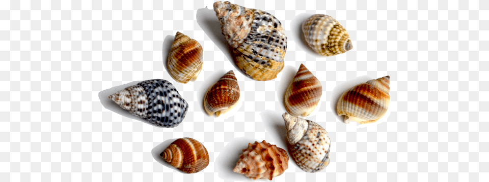 This Family Of Gastropods Includes A Large Variety Shell, Animal, Seafood, Sea Life, Invertebrate Png