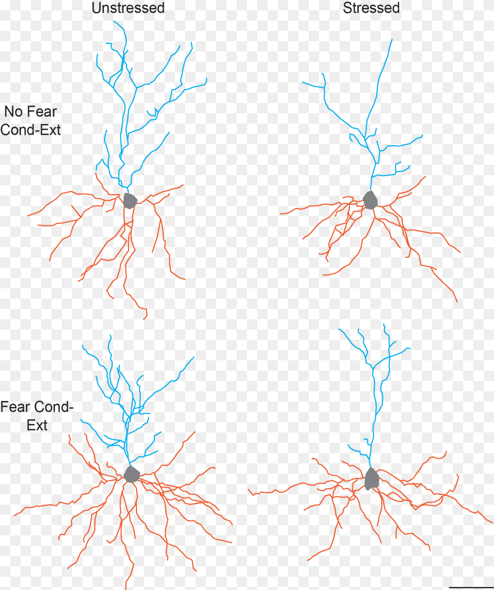This Figure Illustrates The Separate And Combined Effects Neuron Morphology, Plant, Root, Animal, Invertebrate Free Png Download