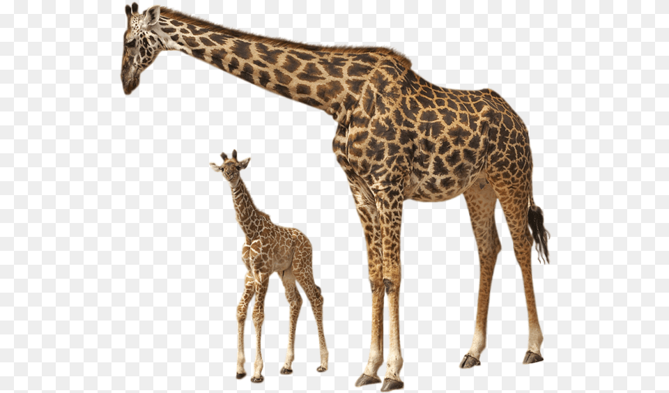 This File Is About Giraffes Animals Giraffe And Their Young Ones, Animal, Mammal, Wildlife Free Png Download