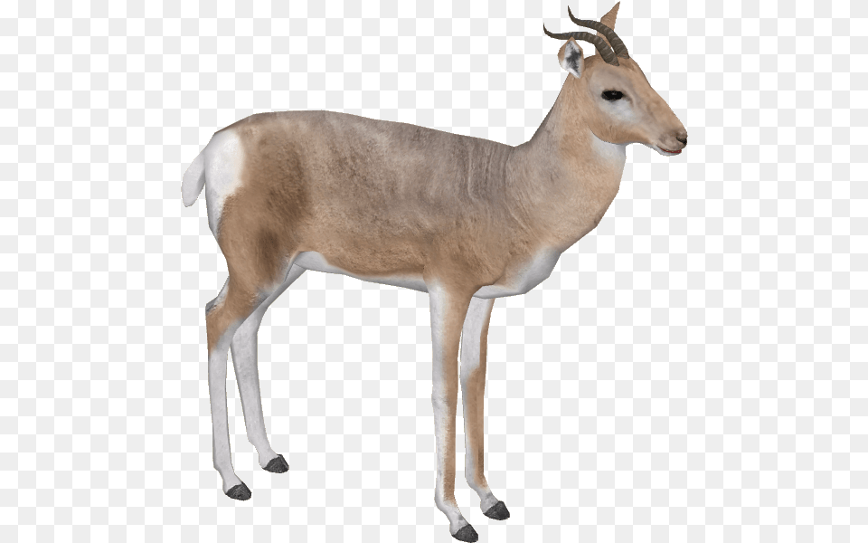 This File Is About Love Wildlife Animal Petsagram, Antelope, Mammal, Gazelle, Impala Png