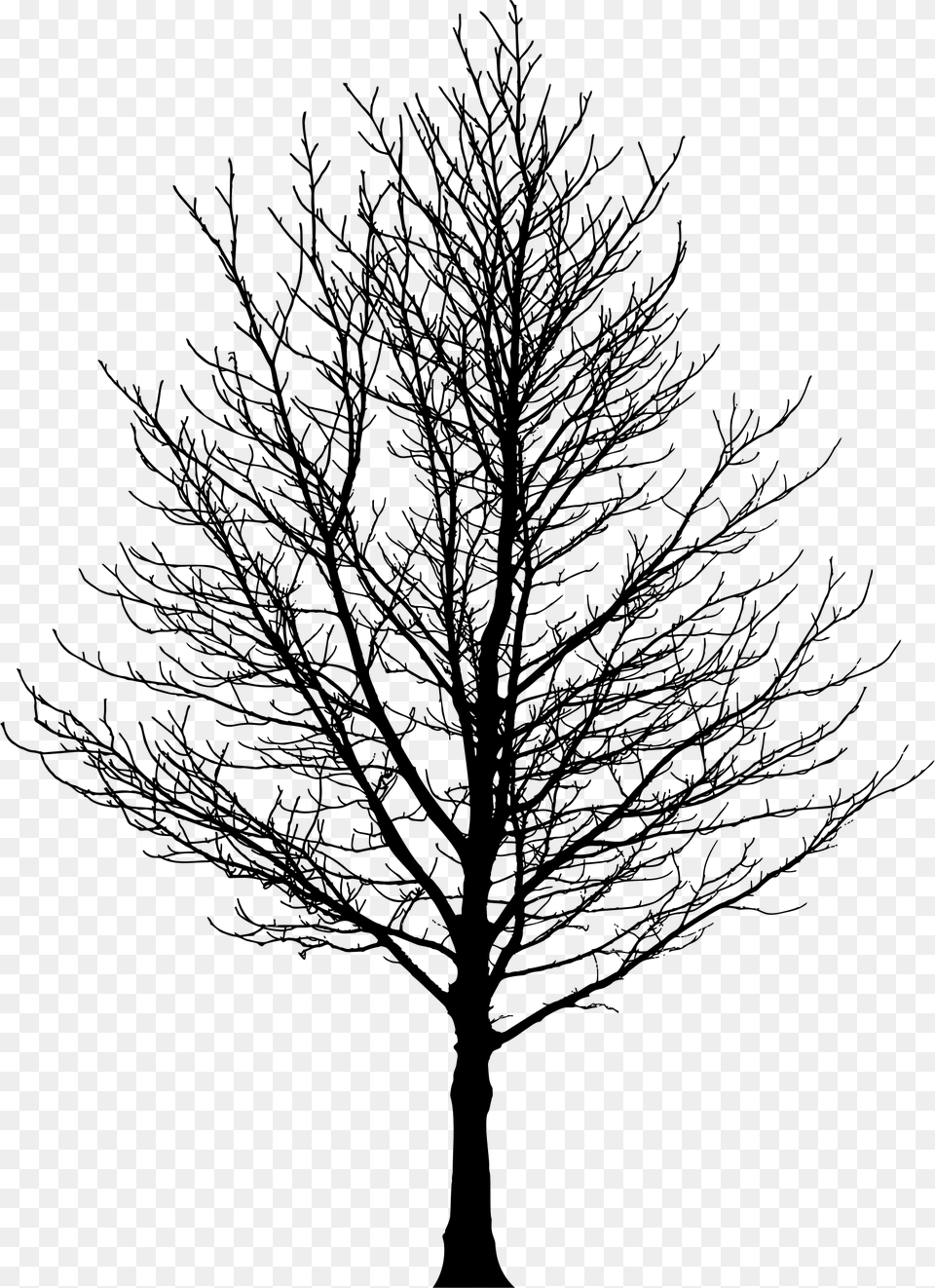 This Icons Design Of Barren Tree Silhouette, Gray Free Png