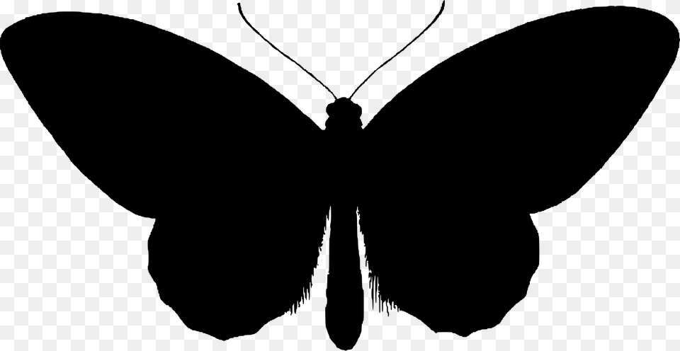 This Free Icons Design Of Birdwing Butterfly Silhouette, Gray Png Image