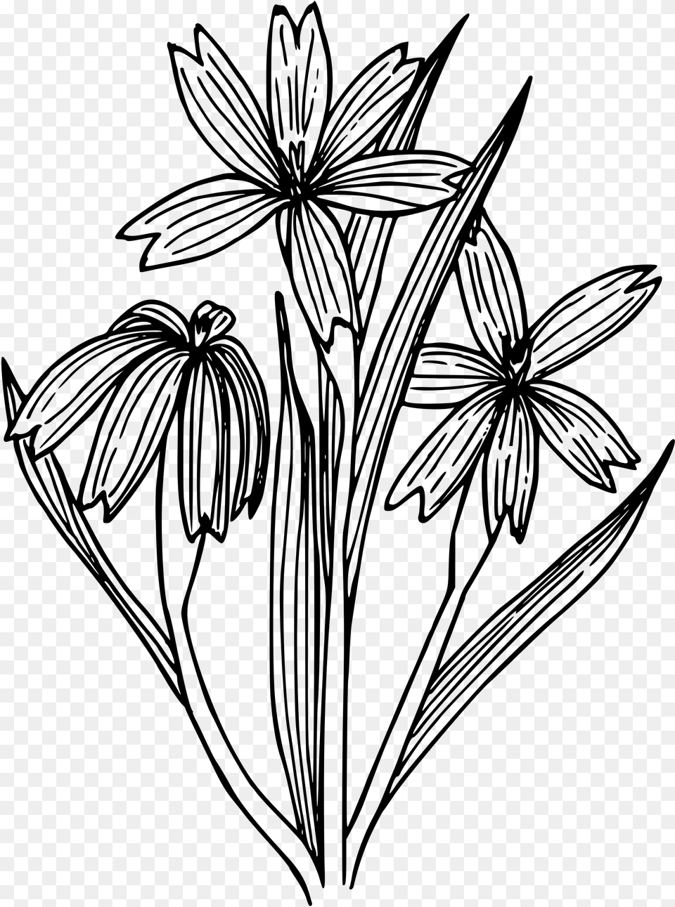This Free Icons Design Of Blue Eyed Grass, Gray Png Image