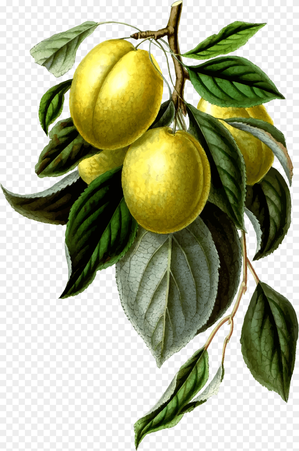 This Free Icons Design Of Golden Esperen Plum Lemon Vintage, Food, Fruit, Leaf, Plant Png