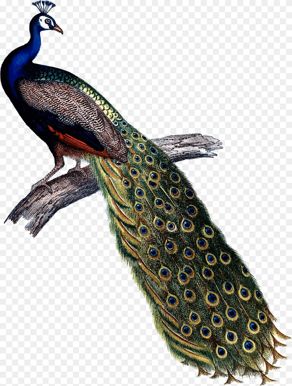 This Free Icons Design Of Indian Peacock, Animal, Bird Png