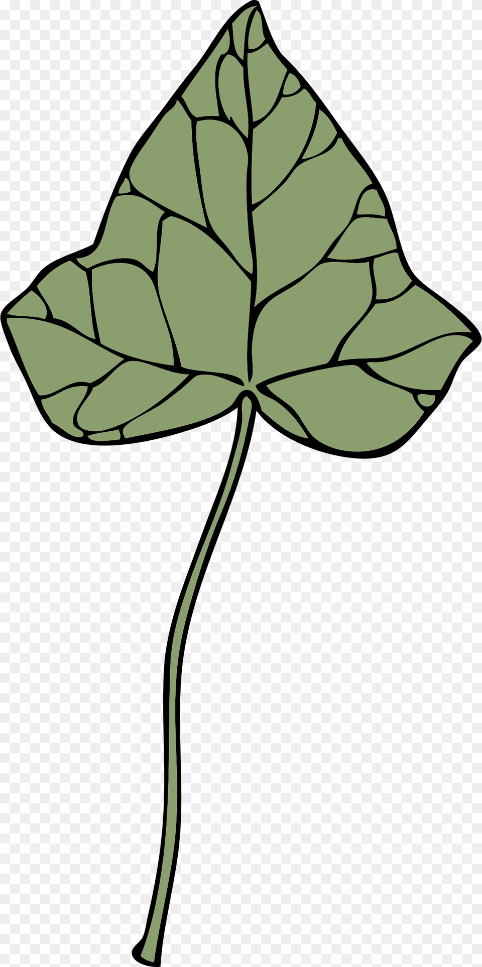 This Free Icons Design Of Ivy Leaf, Plant, Person Png