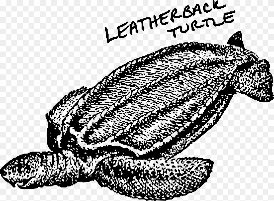 This Free Icons Design Of Leatherback Turtle, Gray Png