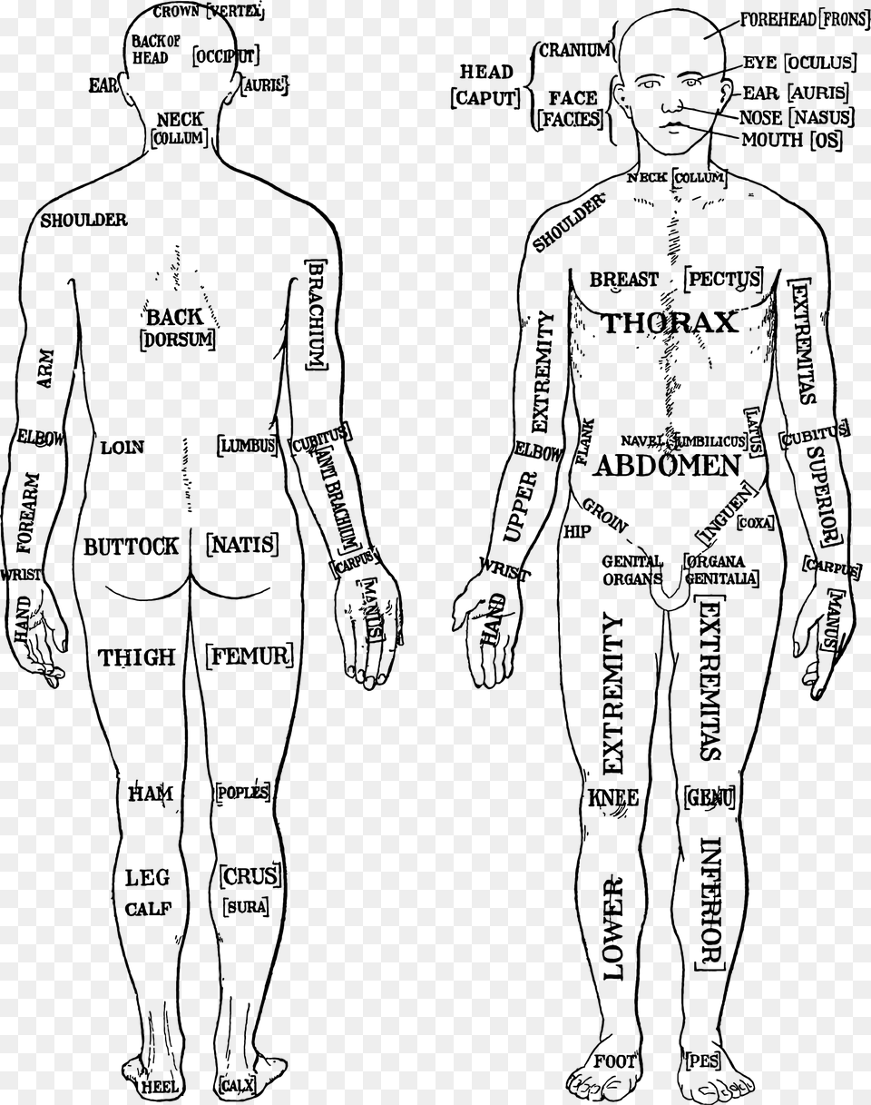 This Free Icons Design Of Morris Human Anatomy, Gray Png Image