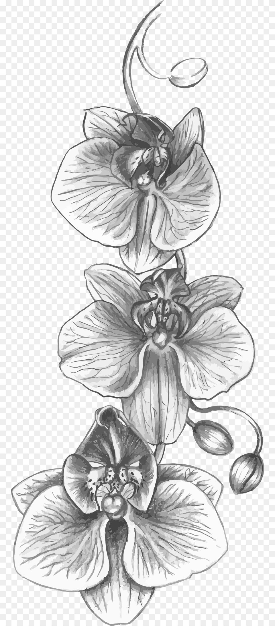 This Icons Design Of Orchid Sketch, Art, Flower, Plant, Drawing Free Transparent Png