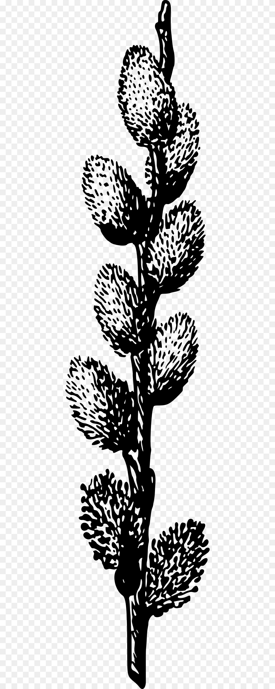 This Icons Design Of Pussy Willow, Gray Free Png Download