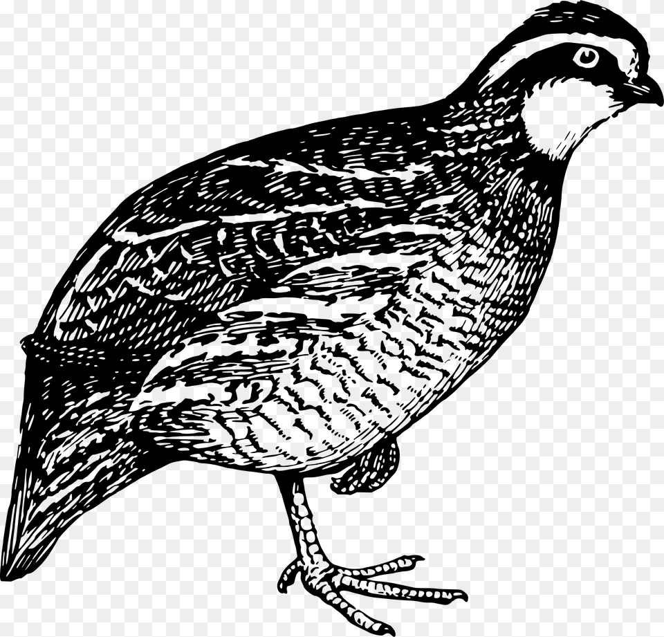 This Icons Design Of Quail, Gray Free Png Download