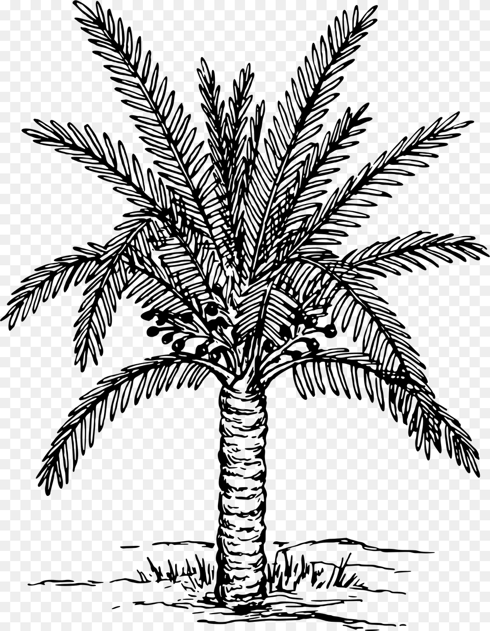 This Icons Design Of Sago Palm, Gray Free Png