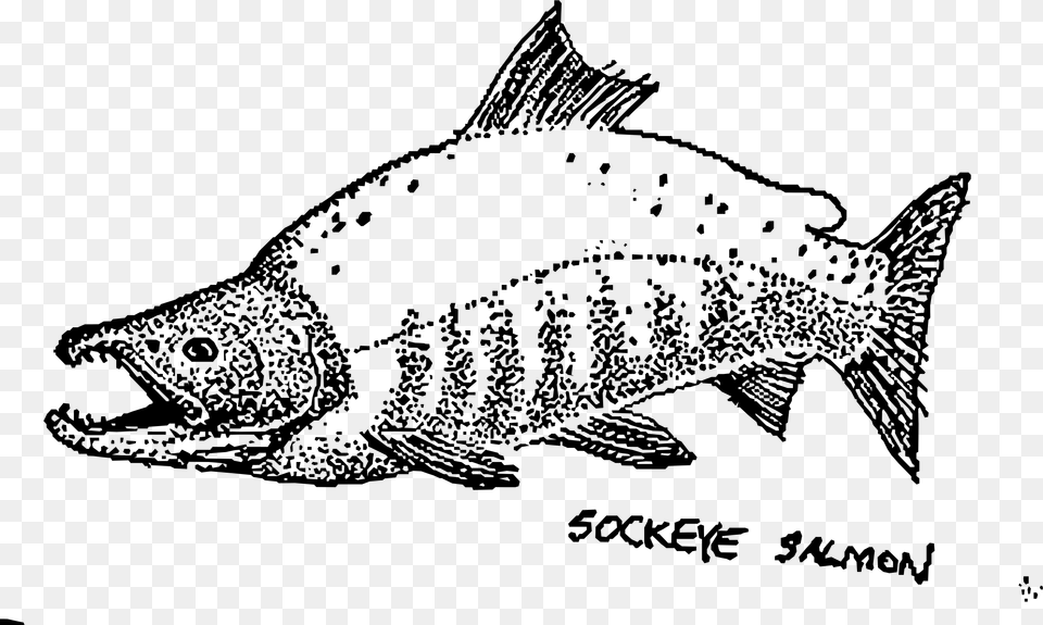 This Icons Design Of Sockeye Salmon Mapitize, Gray Free Png