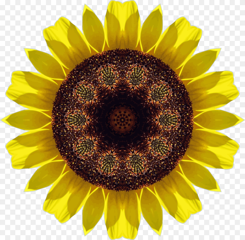 This Free Icons Design Of Sunflower Kaleidoscope, Flower, Plant Png Image