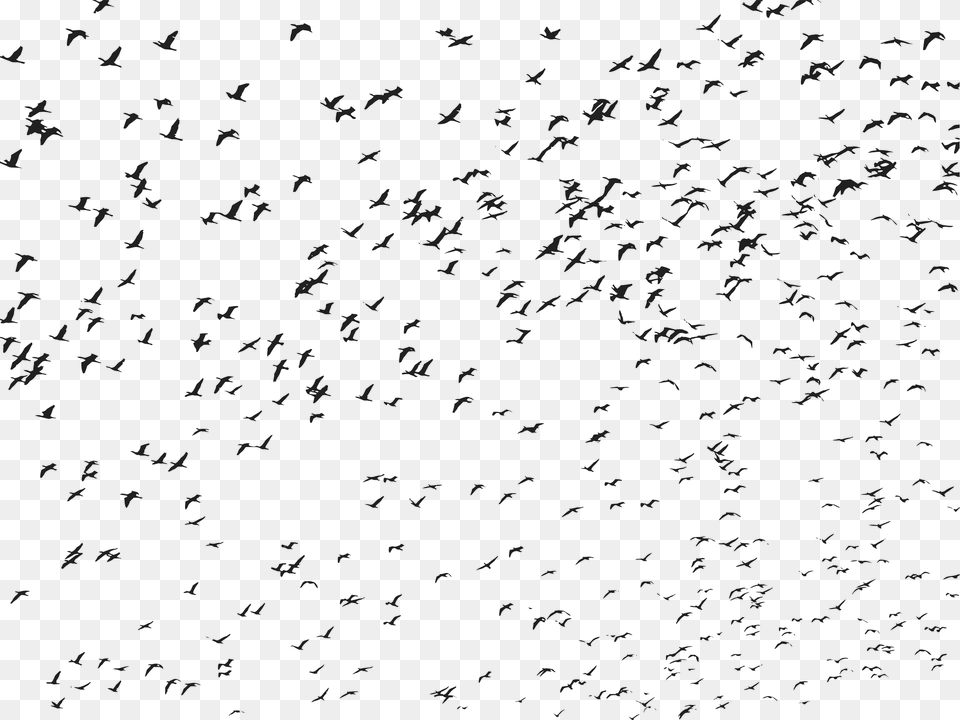 This Free Icons Design Of Very Large Flock Of Flying, Gray Png Image