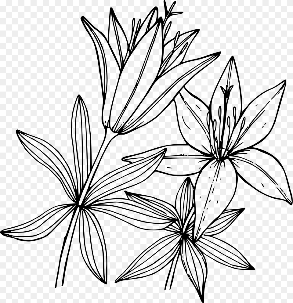 This Icons Design Of Wood Lily, Gray Free Png