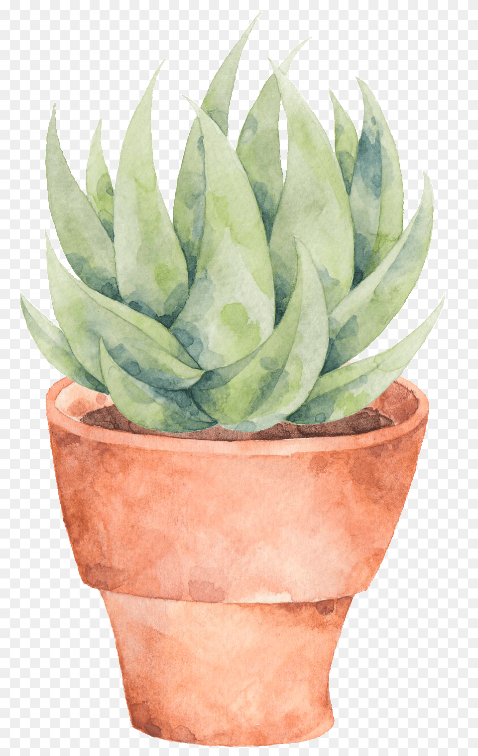 This Graphics Is A Plate Of Aloe Transparent About Flowerpot, Plant, Potted Plant Free Png Download