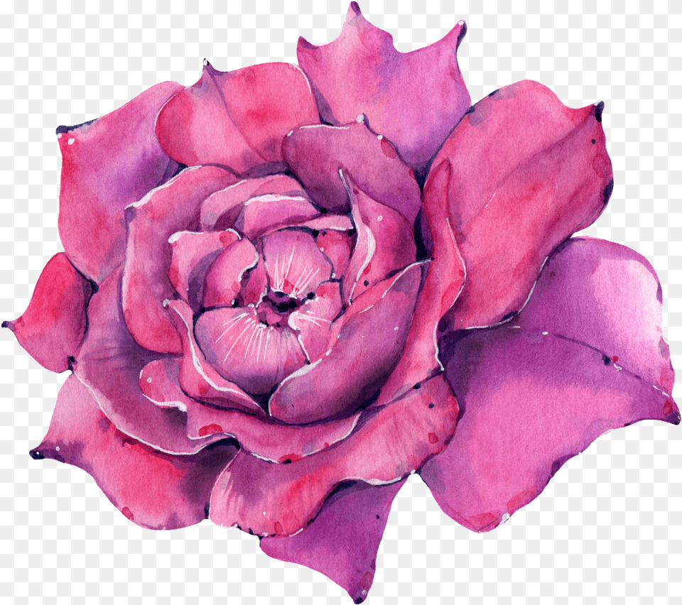 This Graphics Is A Rose Transparent About Watercolorpurple Hybrid Tea Rose, Flower, Geranium, Petal, Plant Png