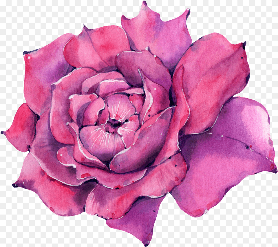 This Graphics Is A Rose Transparent About Watercolorpurple Watercolor Painting, Flower, Geranium, Petal, Plant Png