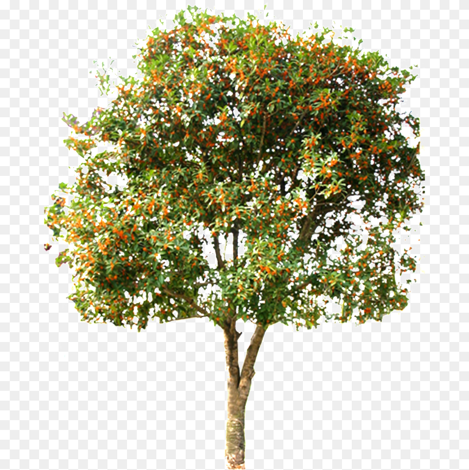 This Graphics Is Beautiful Hd Spring Tree Vector About Citrus Tree, Maple, Oak, Plant, Sycamore Free Transparent Png