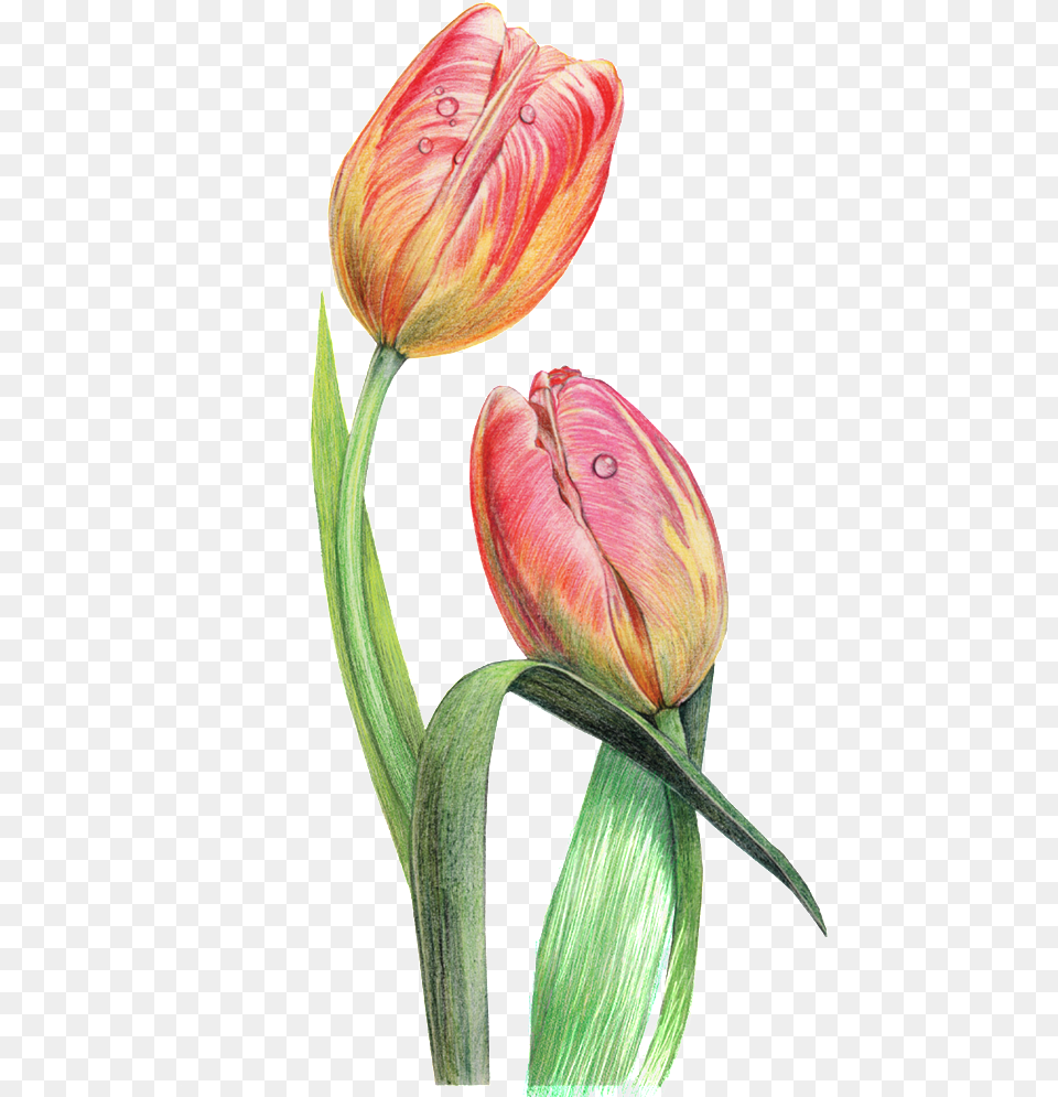 This Graphics Is Dewdrop Decorative Pattern About Flowers Tulip, Flower, Plant Free Transparent Png