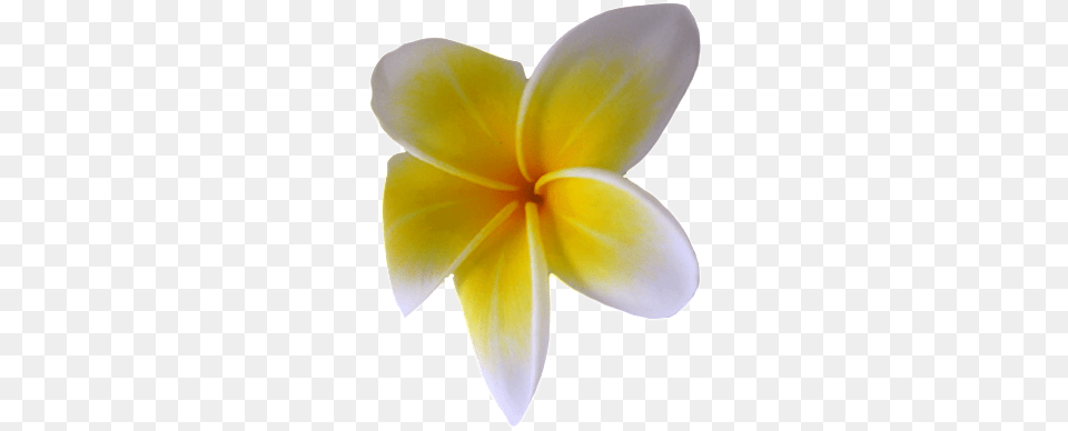 This Graphics Is Exempted Flower About No Buckle Small Frangipani, Petal, Plant Free Png Download