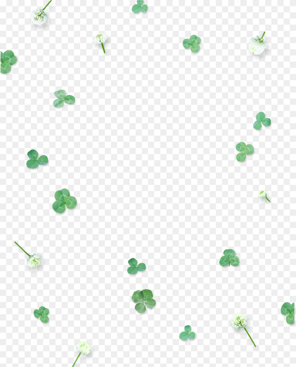 This Graphics Is Green Cute Four Leaf Clover Floating Poster, Flower, Petal, Plant Free Png
