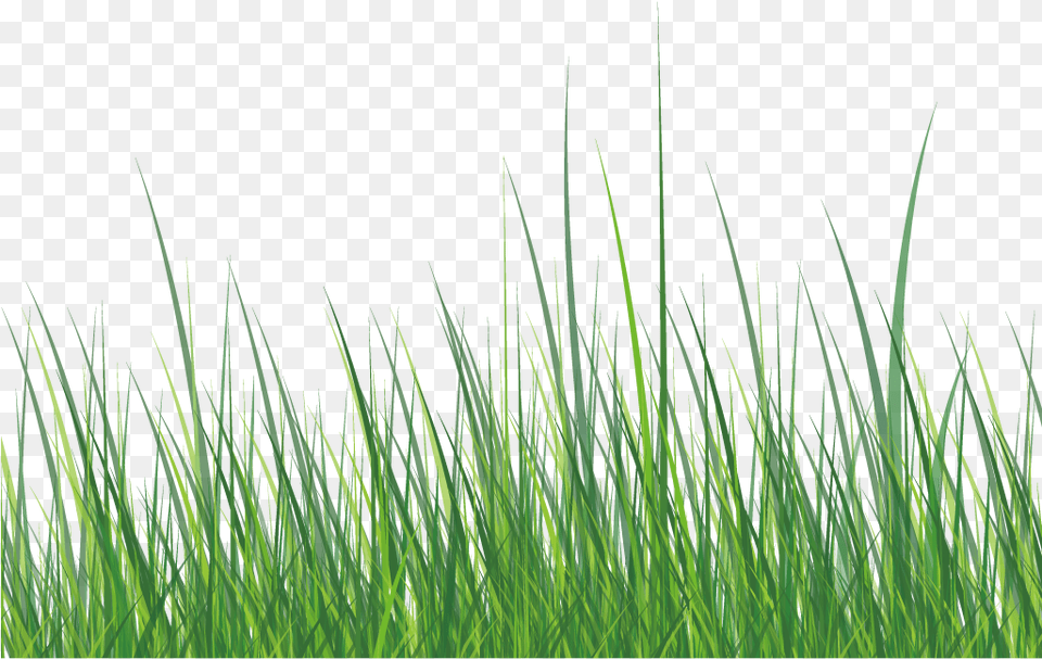 This Graphics Is Green Grass About Grass Roadside Grass Vector White, Lawn, Plant, Vegetation Free Transparent Png